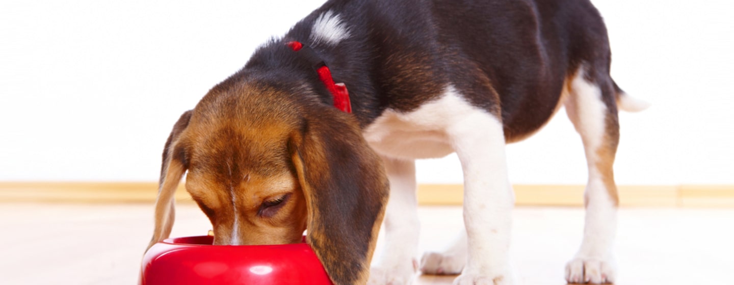 Perro de raza pequeña comiendo