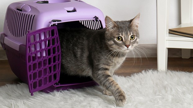 Prepara el viaje con tu gato: Elegir transportín