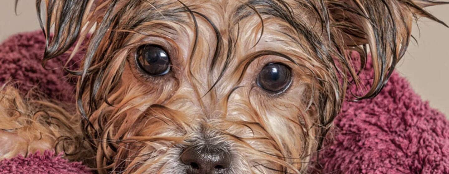 Aseo de perro de raza pequeña