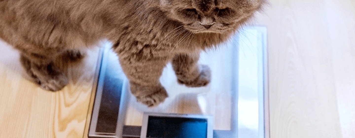 alfiler heroico Qué Tabla de peso ideal para gatos | Purina®