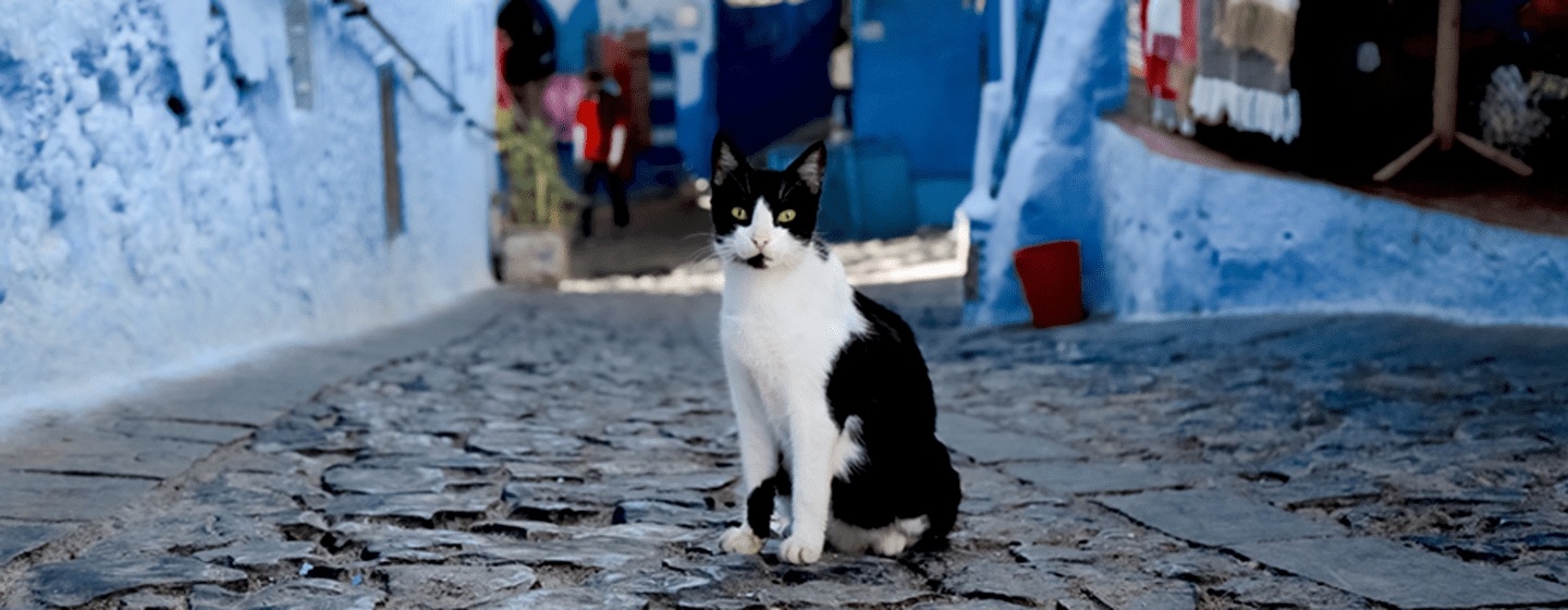 Qué hacer si tu gato se pierde