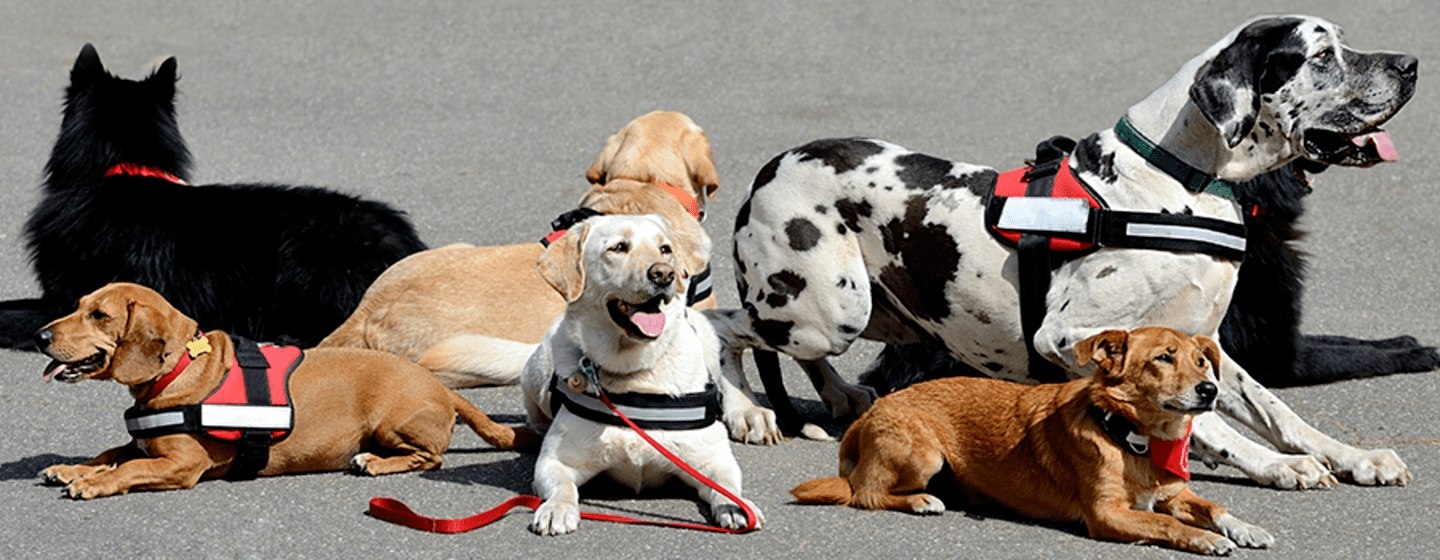 terapia asistida con perros