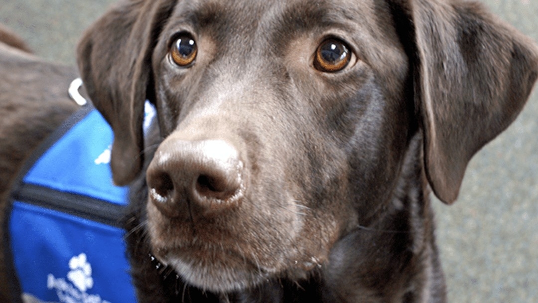 Eficacia Fondos Tubería Razas para perros de terapia | Purina®
