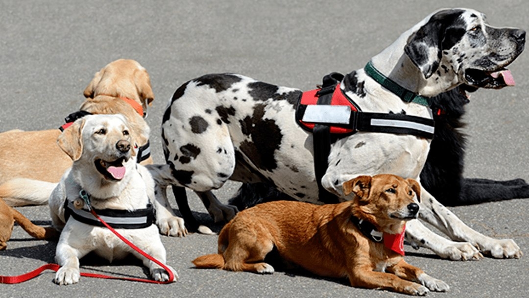 terapia asistida con perros