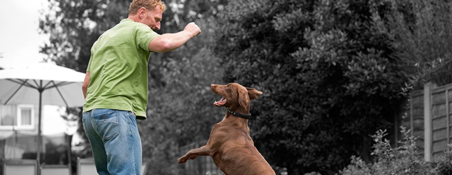 Hacer de tu casa un hogar acogedor para tu perro