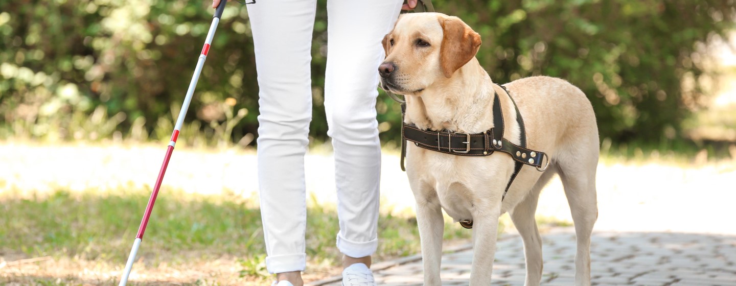 perros de terapia