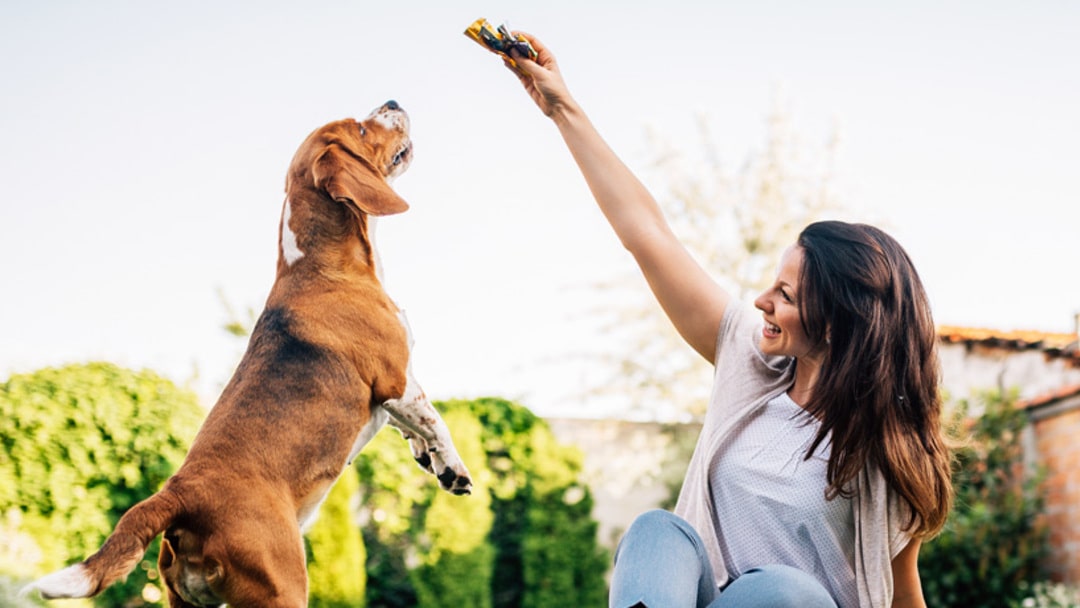 Los beneficios del pienso para perros sin cereales