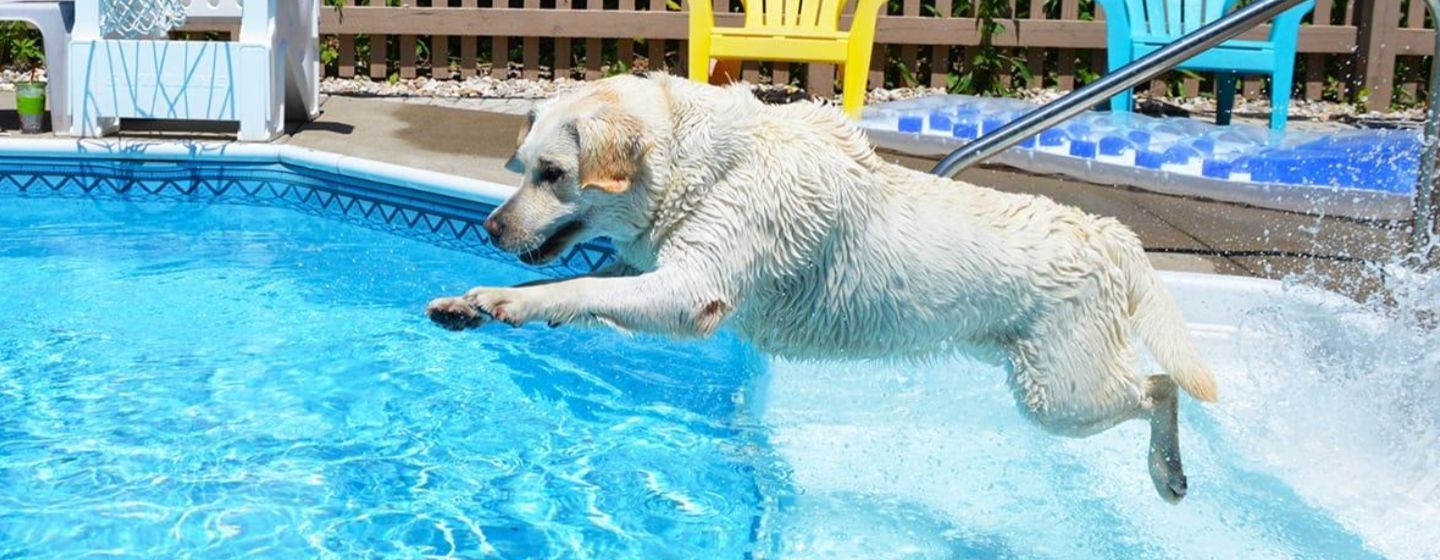 Tips y normativas de las piscinas para perros