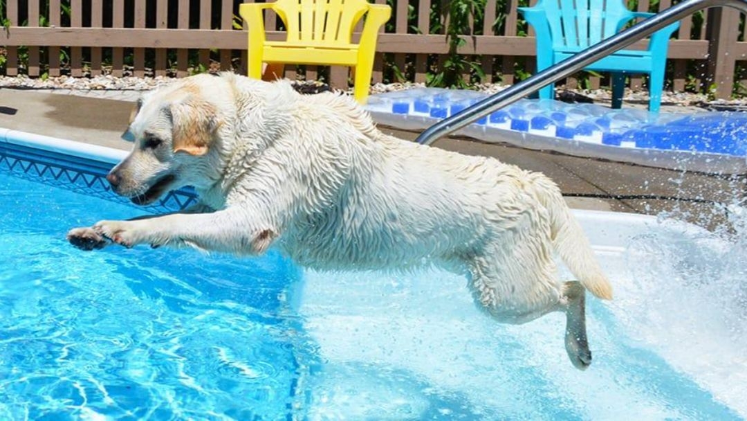 perro blanco saltando de escalera de piscina para perros