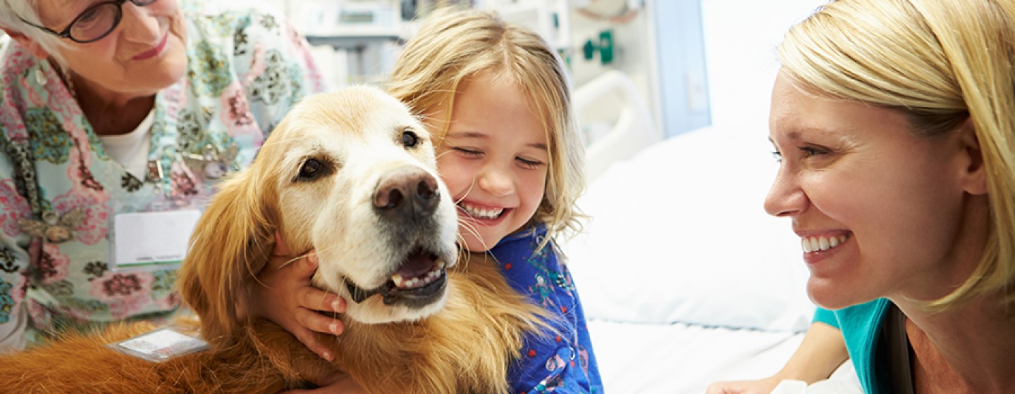 presencia de perros en hospitales