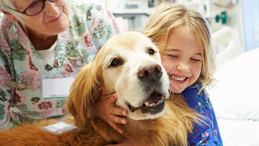 presencia de perros en hospitales