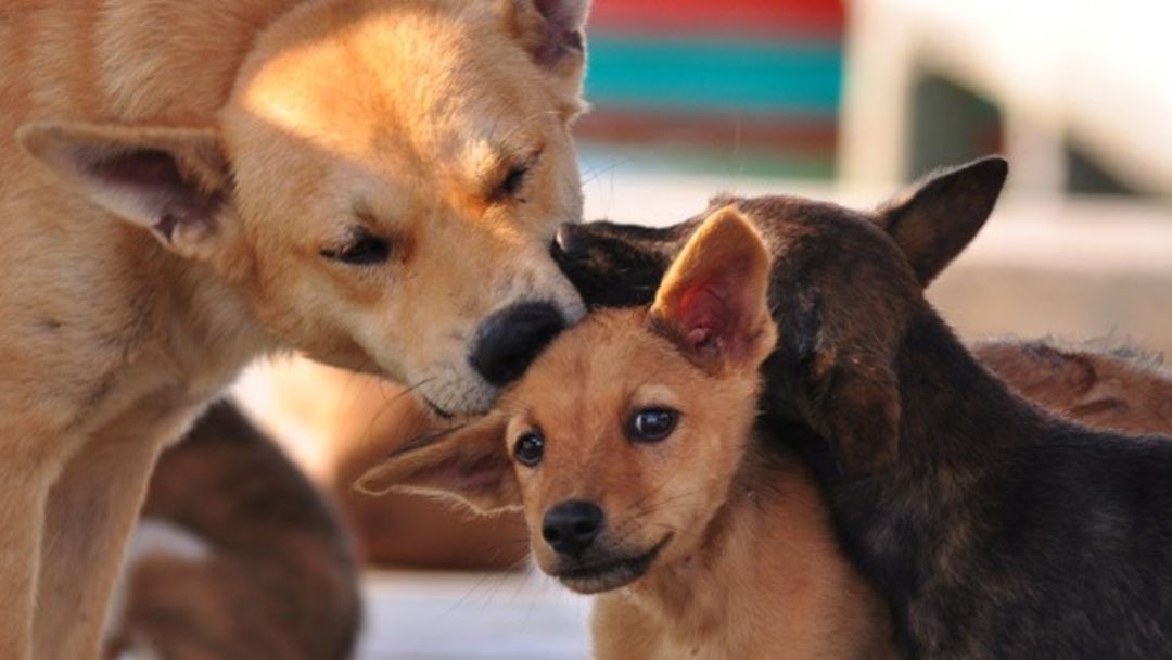 Qué perro adopto