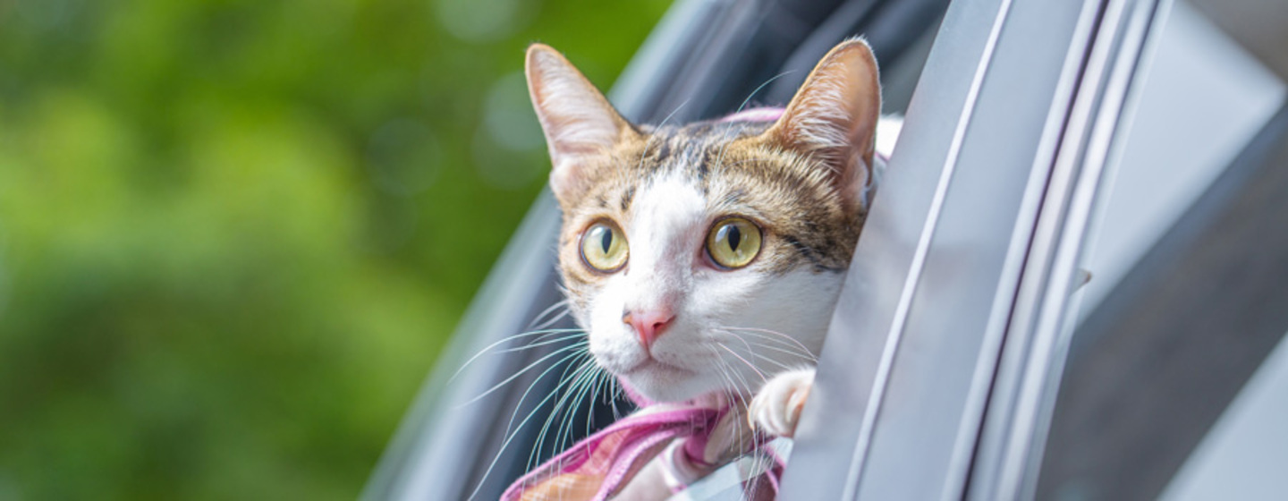 Viajar con gato en coche