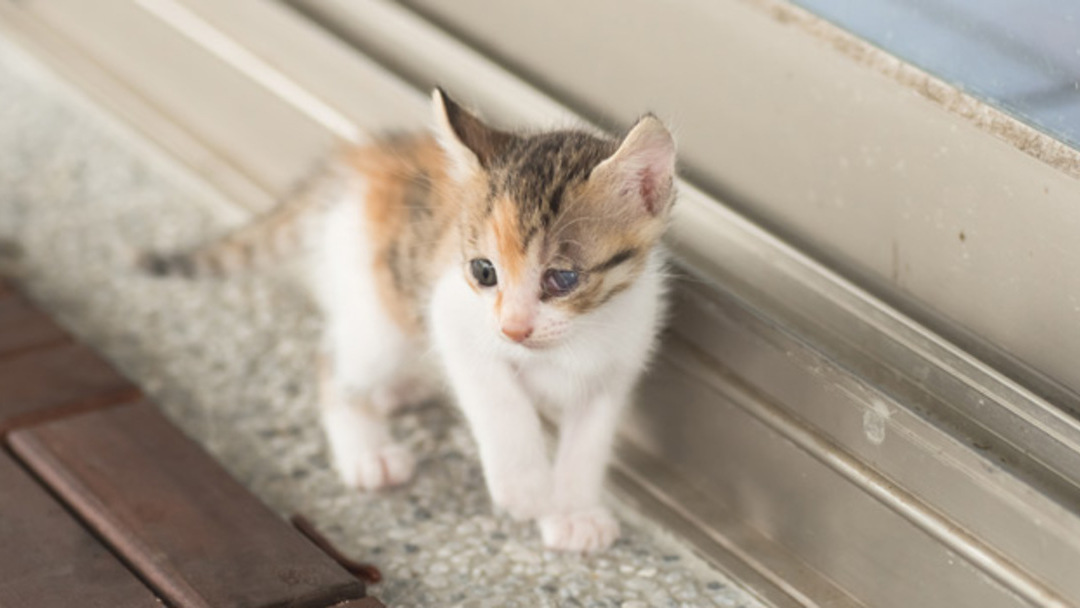 Que significa soñar con gatitos pequeños