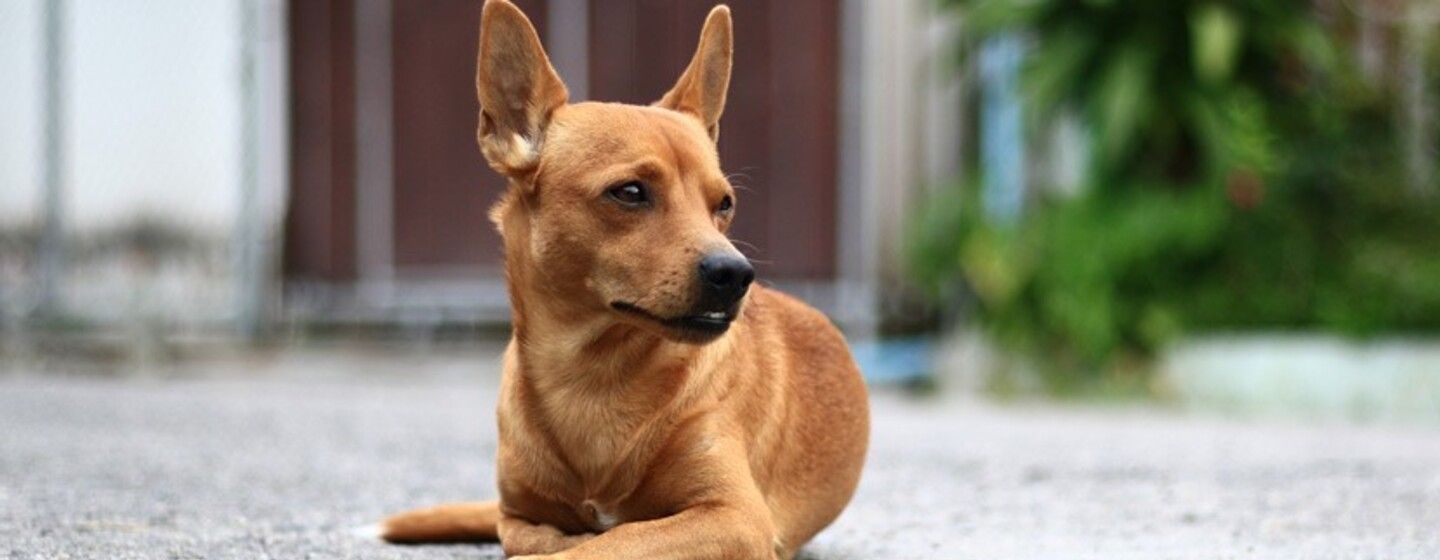 Qué hacer antes y después de adoptar un perro