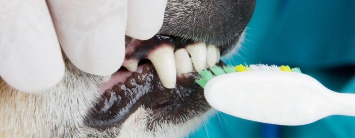 Cuidado dental para perros pequeños