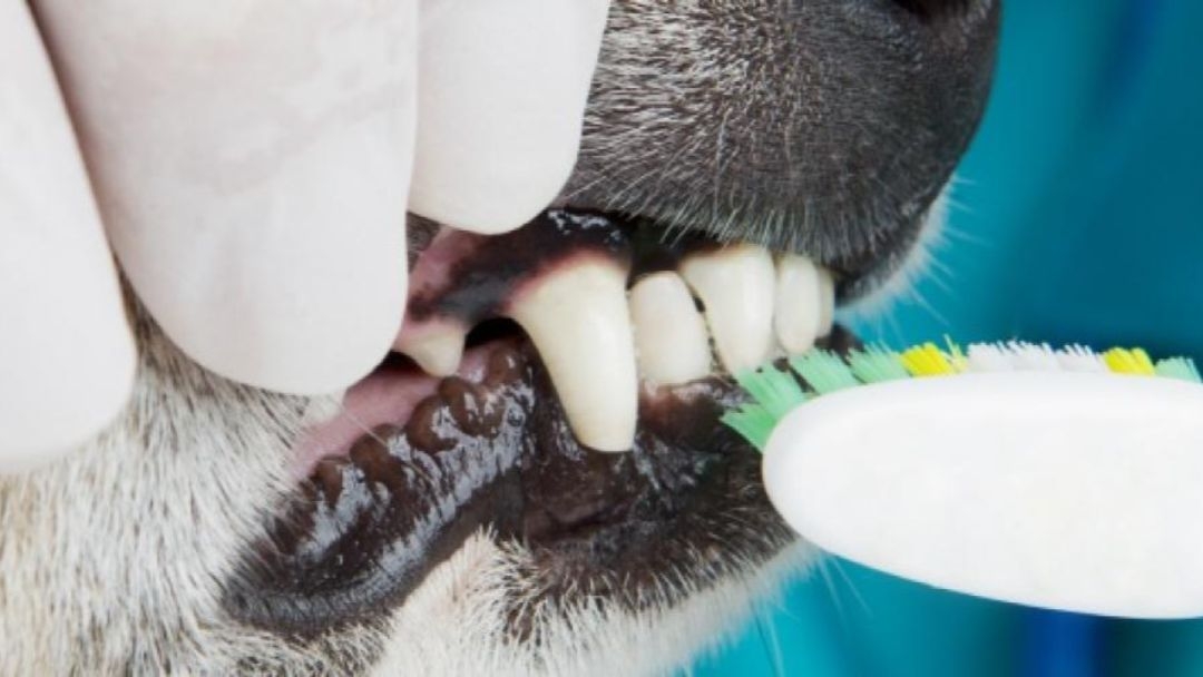 Cuidado dental para perros pequeños