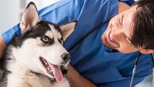 Antes de viajar con tu perro: La visita al veterinario