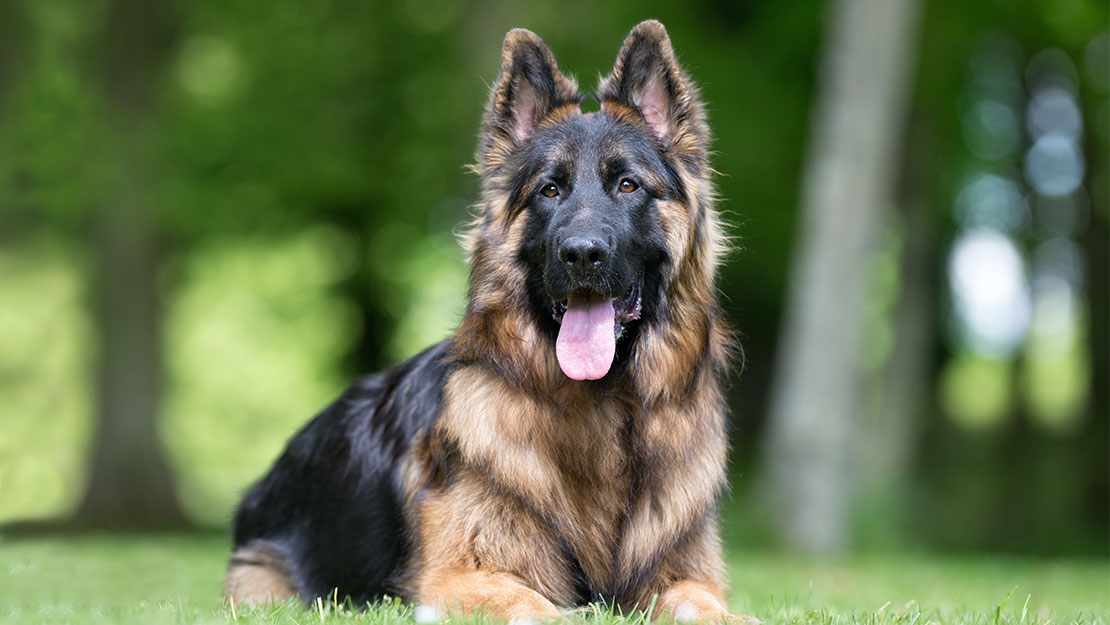 Raza de perro Pastor alemán en el bosque