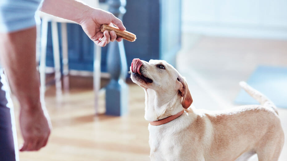 Perro con snack dental Dentalife