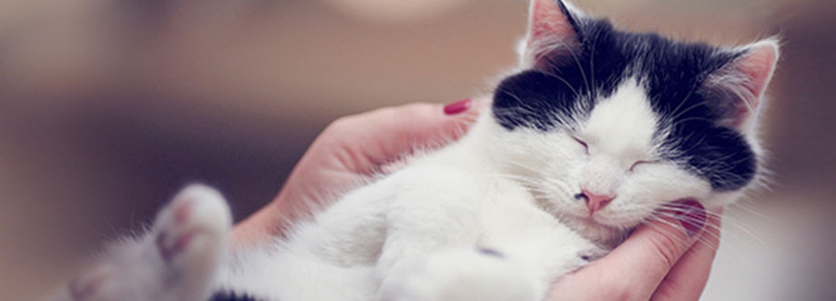 Gato blanco y negro dormido en las manos de su propietario