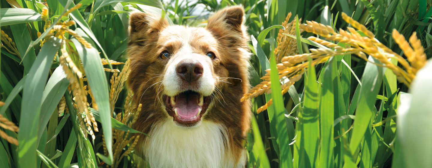 El pienso orgánico o BIO para perros: conoce sus beneficios