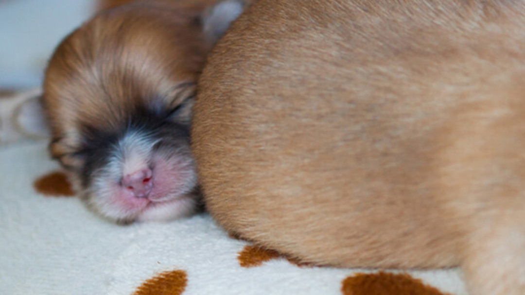 Cachorros de raza pequeña durmiendo