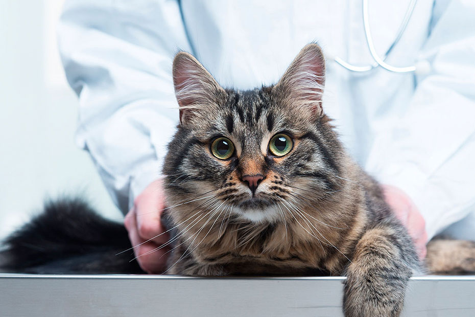 Registro Gatos esterilizados