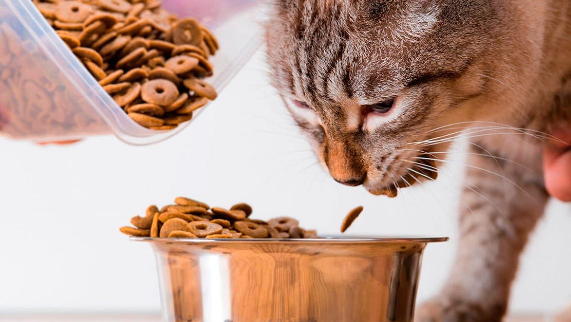 Gato comiendo de un recipiente