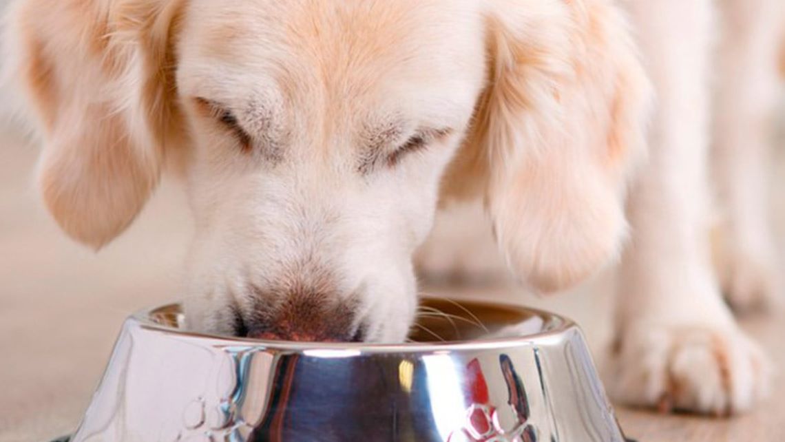 Cachorro comiendo de un recipiente