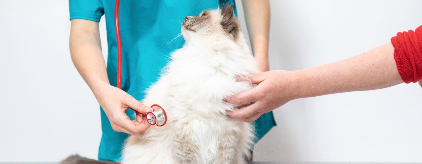 Cuidados gatos tras operación 