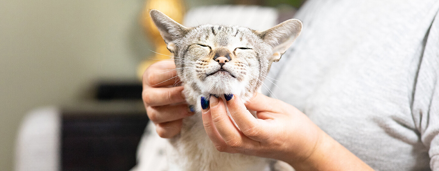 Cómo darle una pastilla a un gato