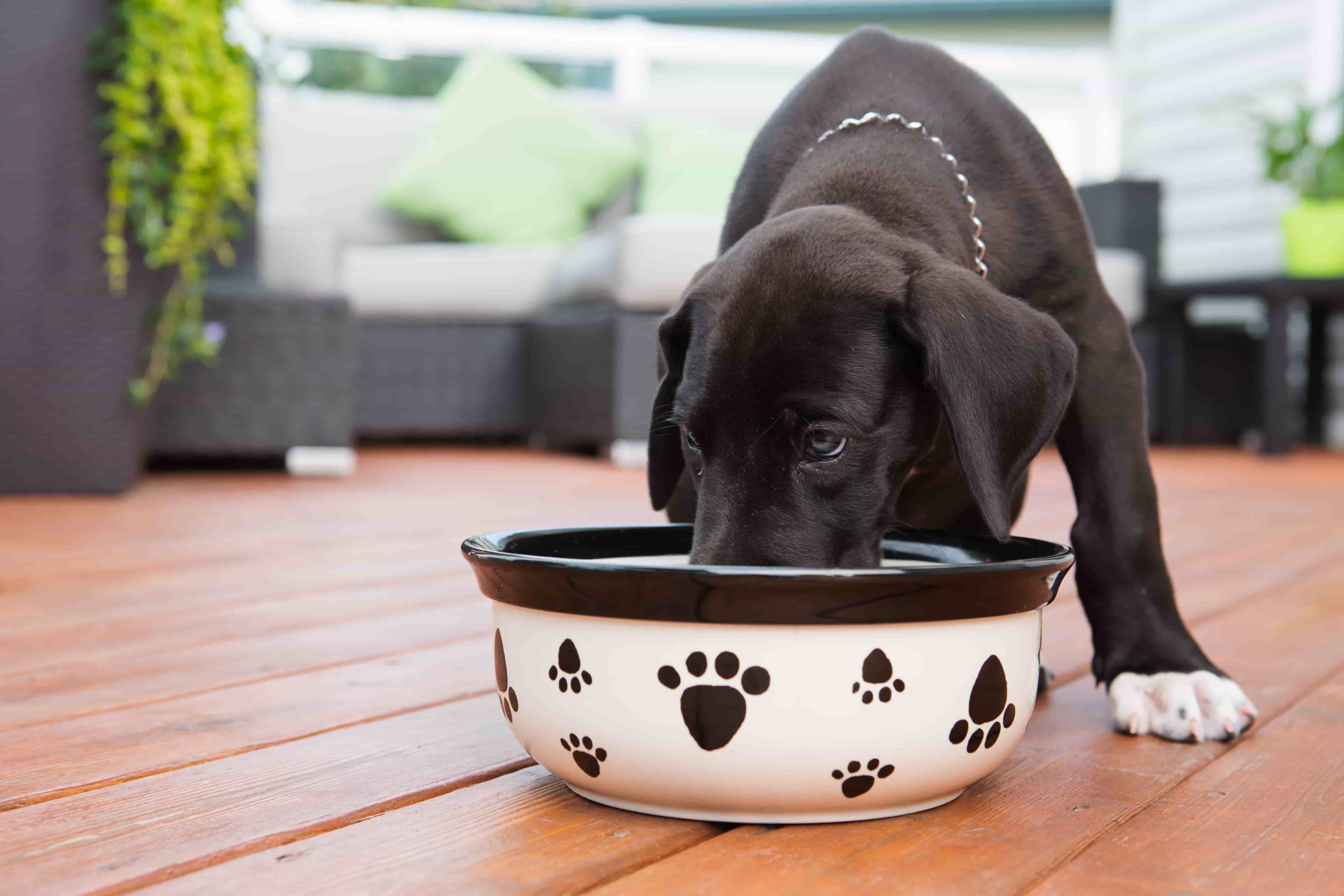 ¿Cuánto cuesta un cachorro? Todo lo que necesitas saber