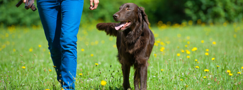 Todo sobre las heces del perro o cachorro: diarrea, tipos de caca y más
