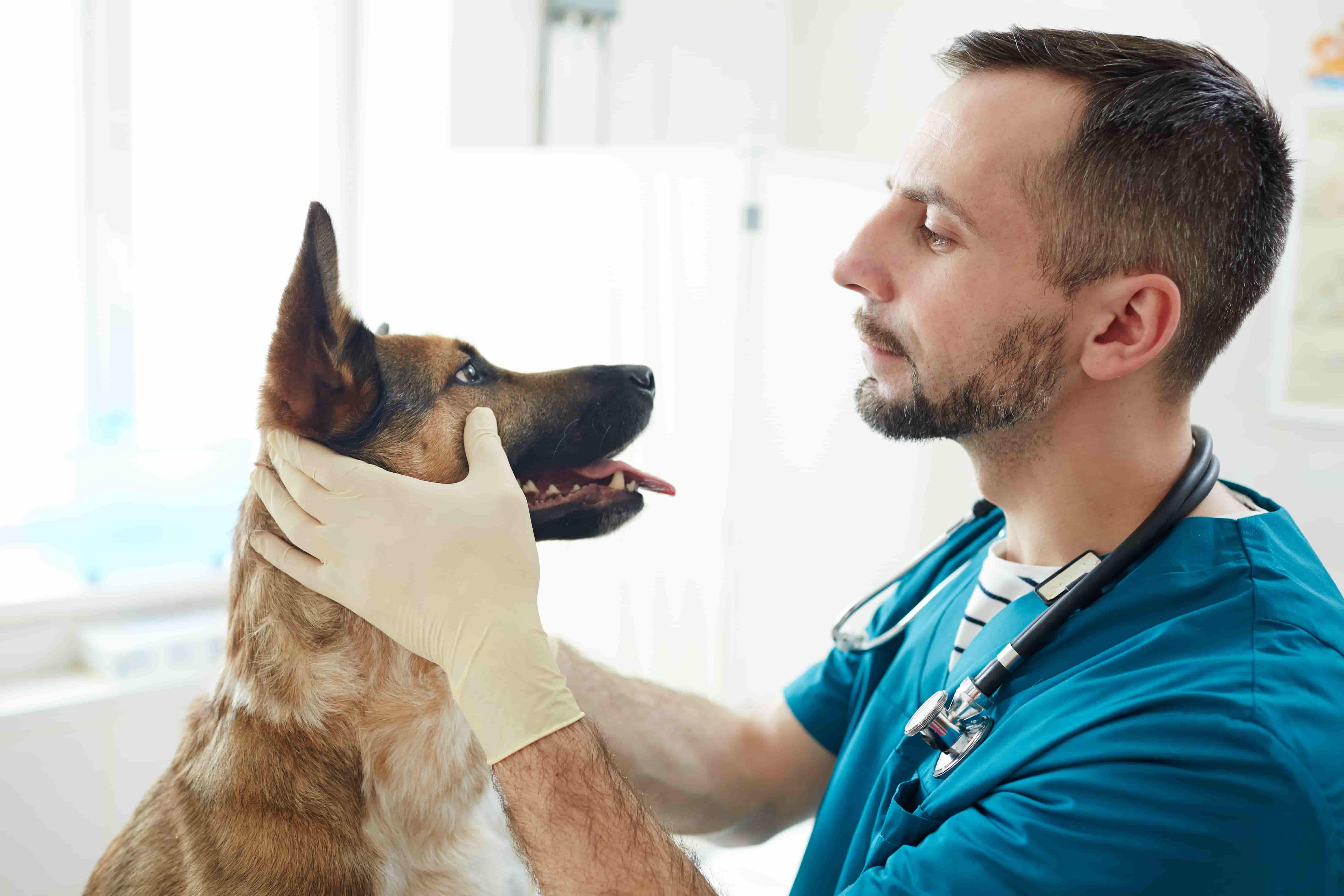 Qué esperar de la primera visita del cachorro al veterinario
