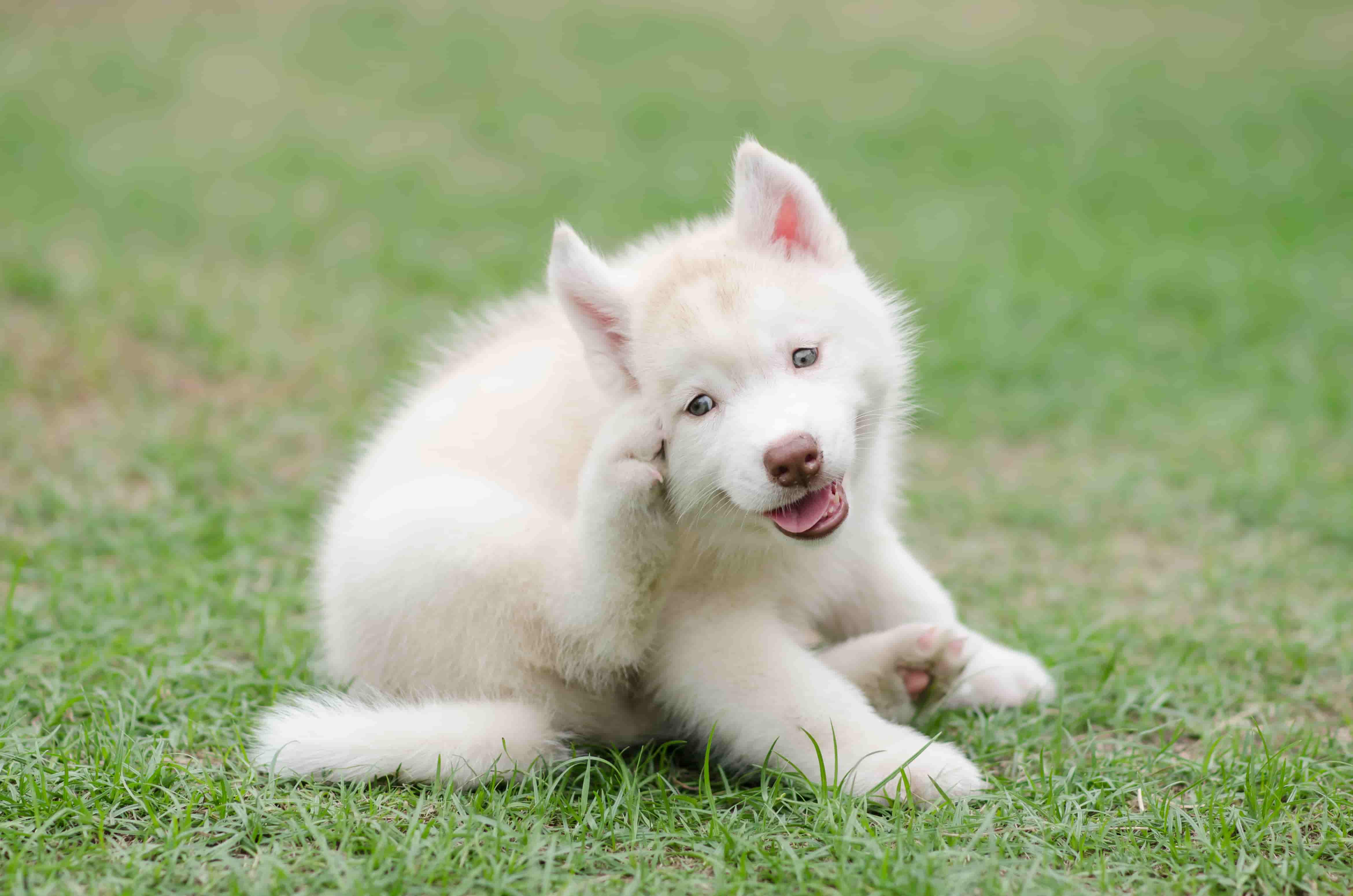 Cómo elegir el mejor nombre de todos los tiempos para tu cachorro
