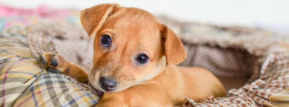 Entrenamiento para dormir para cachorros