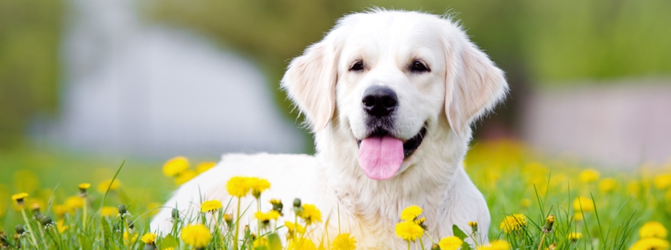 La adolescencia del cachorro