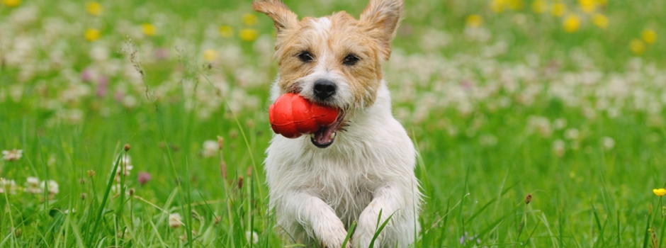 Juegos mentales para tu cachorro