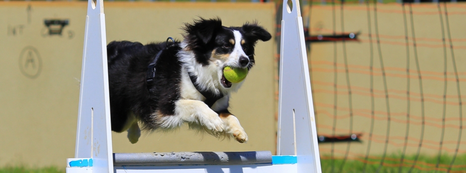 puppy sports and activities