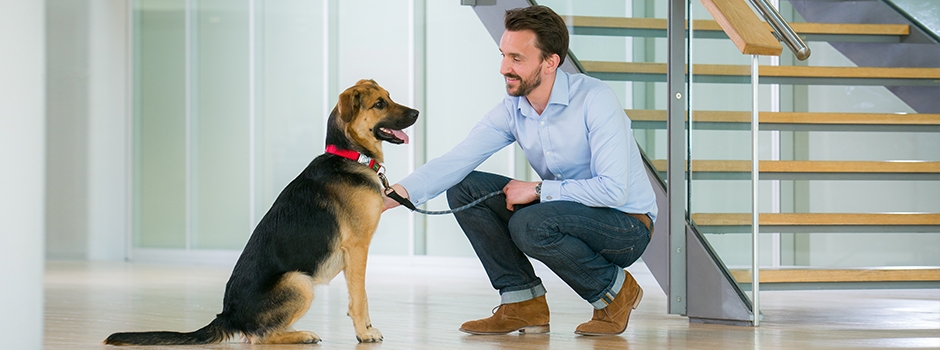 Dog at Work
