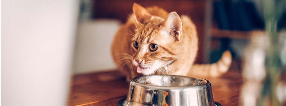 Cat Eating From Bowl
