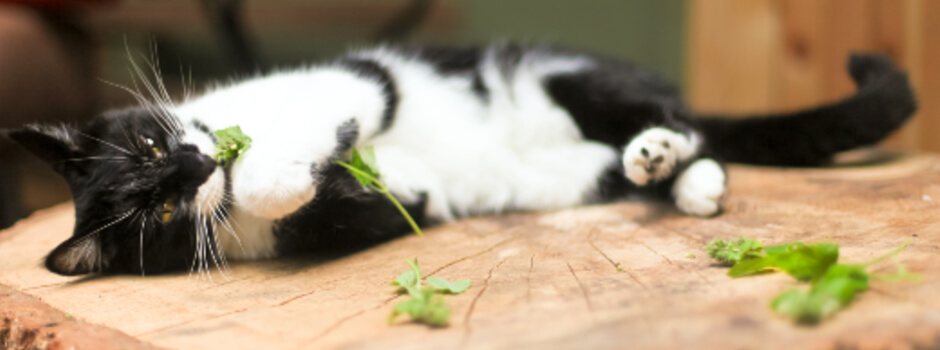 catnip effects on cats
