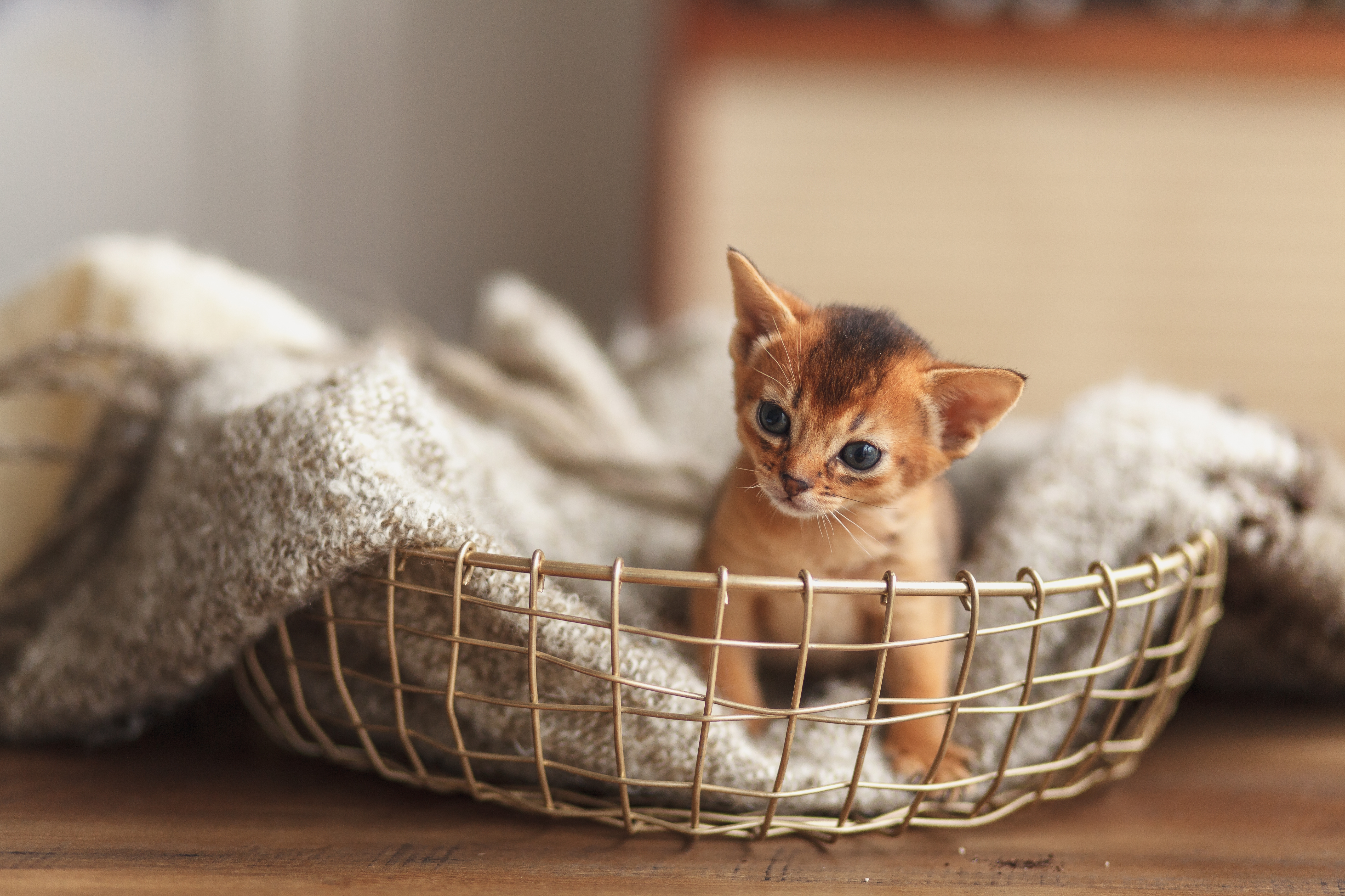 kitten first night at home
