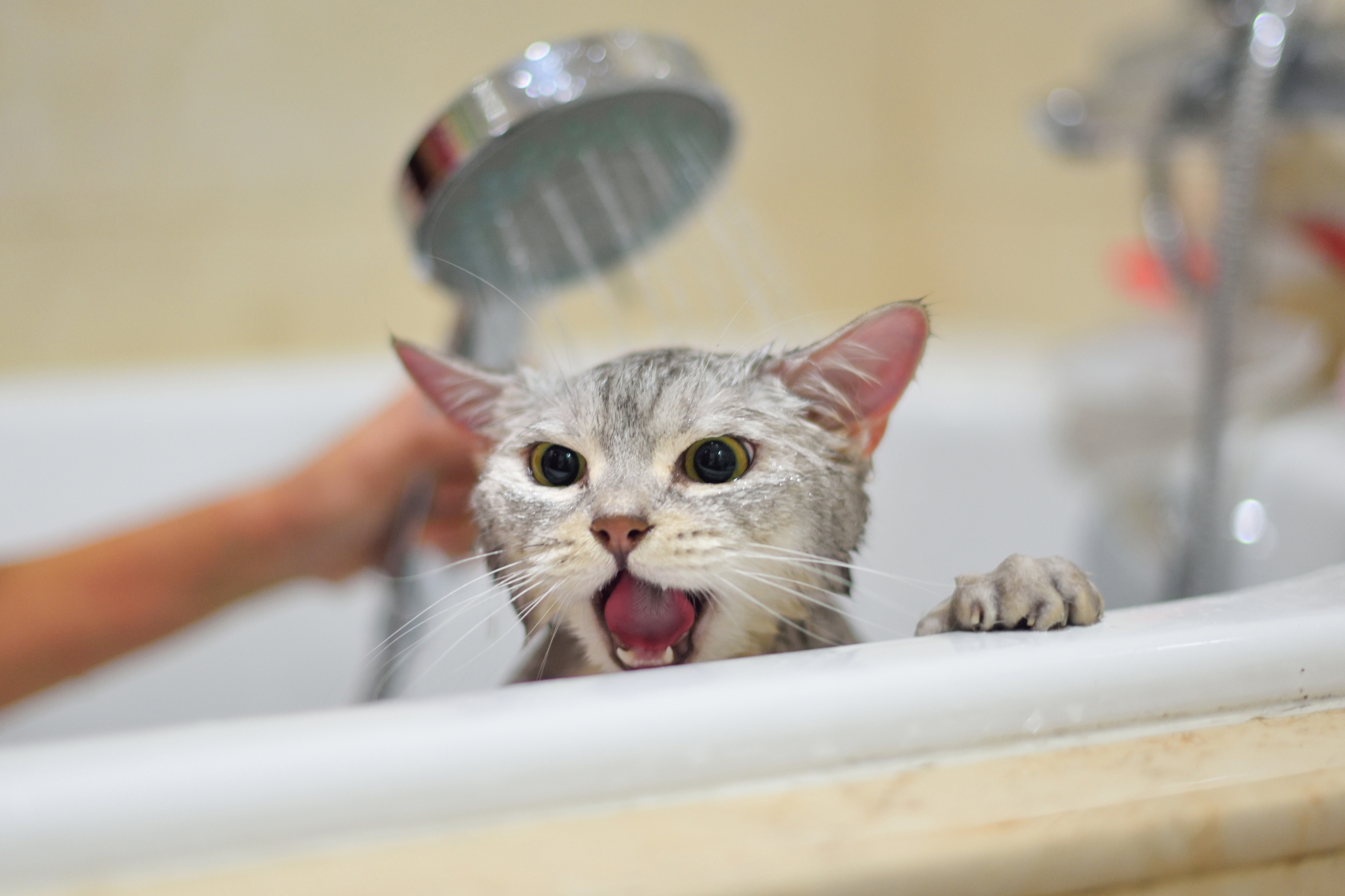Why do cats hate water
