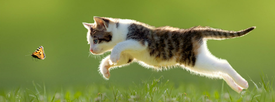 Your Cat's Age in Human Years