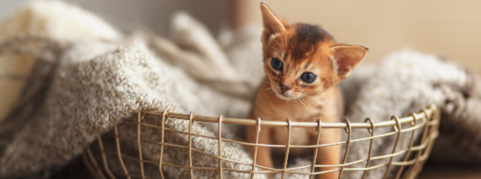 kitten first night at home