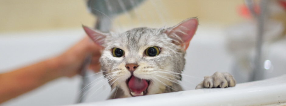 ¿Por qué los gatos odian el agua?