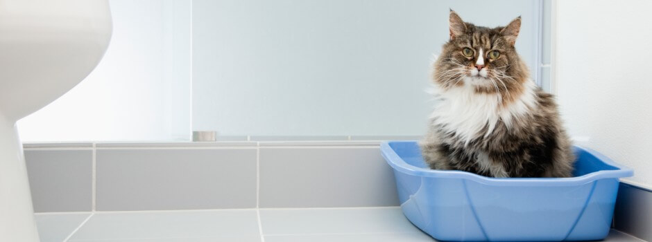 cat using litter tray