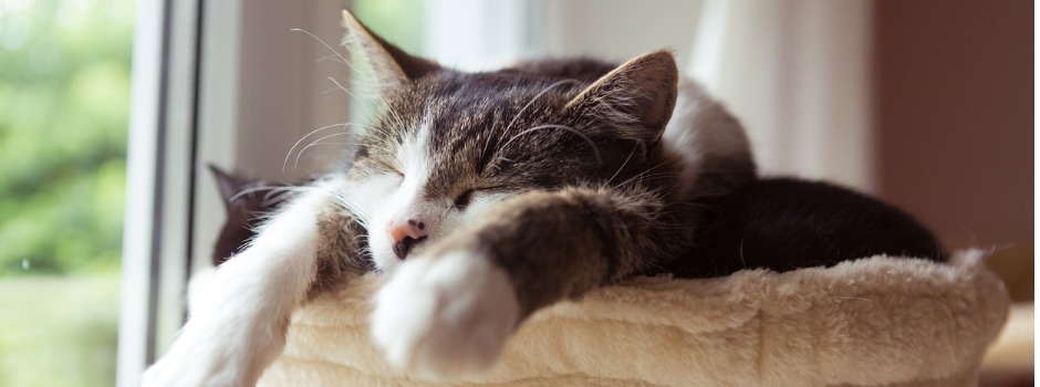 cat dreaming in hammock